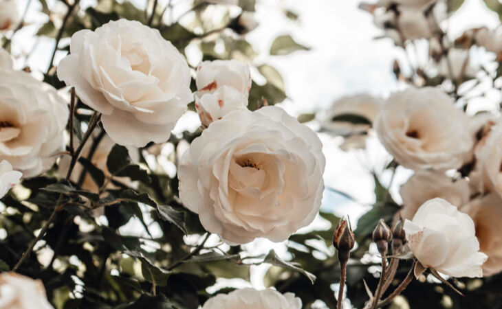 Cremefarbene Rosen in voller Blüte, die Liebe, Reinheit und die zeitlose Sprache von Blumen symbolisieren.